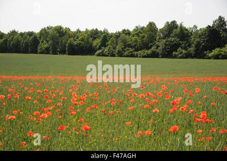 Dinkel grano con papaveri Foto Stock