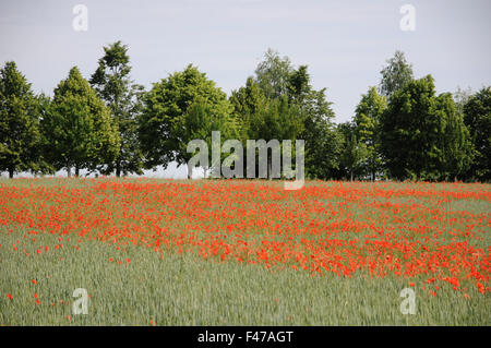 Dinkel grano con papaveri Foto Stock