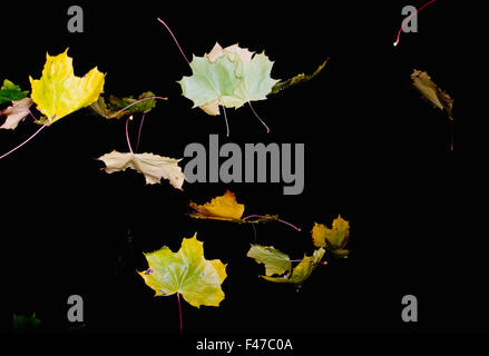 Foglie di autunno cadere, Svezia. Foto Stock