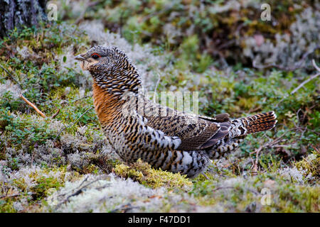 Un gallo cedrone nella foresta, Svezia. Foto Stock