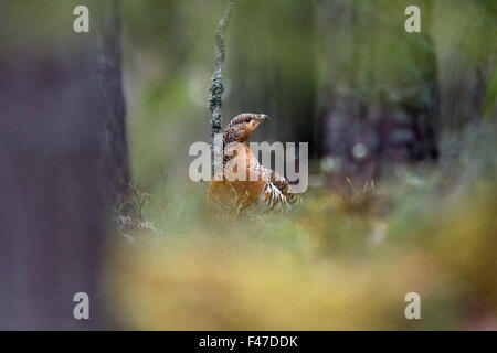 Un gallo cedrone nella foresta, Svezia. Foto Stock