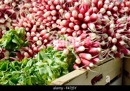 Mazzetti di ravanelli in stallo del mercato Foto Stock