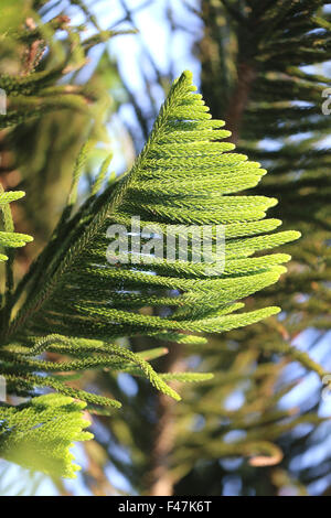 Bellissimo ramo di pino verde albero fotografato vicino fino Foto Stock