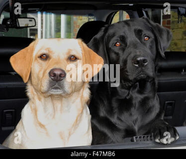 Due labrador cani giallo e nero nel bagagliaio della vettura a guardia di avviso Foto Stock