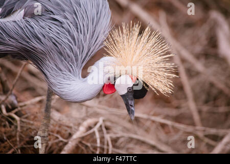 Crowned Crane close up Foto Stock