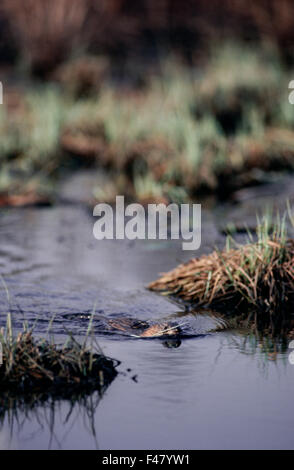 Un topo muschiato in acqua, Finlandia. Foto Stock