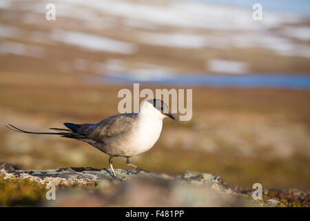 Un Long-tailed Skua, Norvegia. Foto Stock