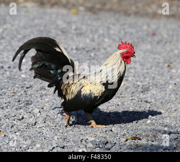 Bella colorato rooster fotografato vicino fino Foto Stock