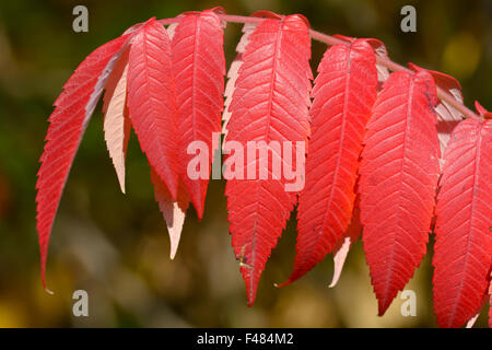 Bold vibranti colori autunnali albero del cielo (Ailanthus altissima) lascia nel parco in Bedford, Bedfordshire, Inghilterra Foto Stock