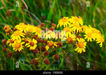 Oxford erba tossica, Senecio squalidus. Foto Stock