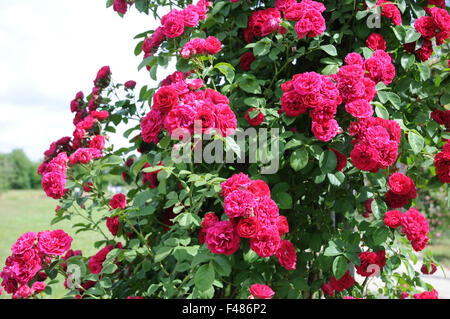 Scalatore rosa Foto Stock