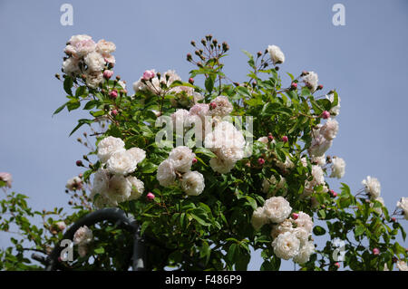 Scalatore rosa Foto Stock