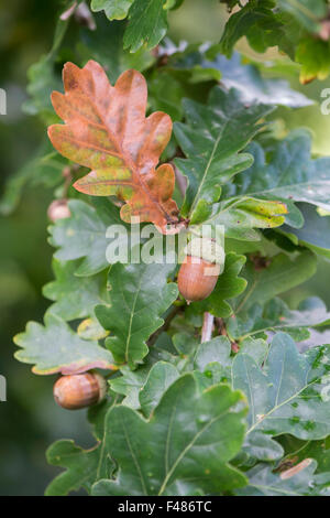 Quercus robur . Inglese Di Ghiande di quercia sull'albero in autunno Foto Stock