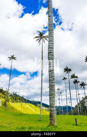 Visualizzazione verticale attraverso la Valle de Cocora. Giugno, 2015. Quindio, Colombia. Foto Stock