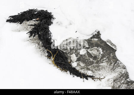 Kelp sulla neve, Senja, Norvegia Foto Stock