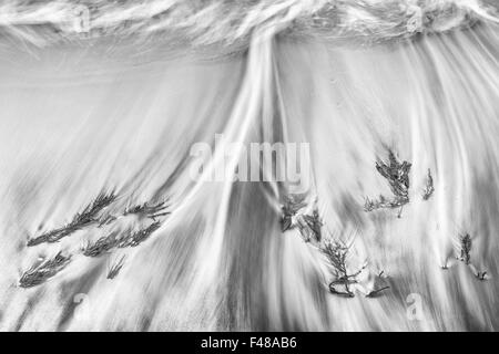 Kelp su di una spiaggia di sabbia, Senja, Norvegia Foto Stock