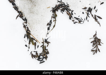 Kelp sulla neve, Senja, Norvegia Foto Stock