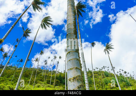 Cerca fino alla cera palms nella Valle de Cocora, più alte del mondo. Giugno, 2015. Quindio, Colombia. Foto Stock