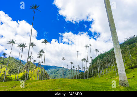 La Valle de Cocora, casa del più grande del mondo di palme. Giugno, 2015. Quindio, Colombia. Foto Stock