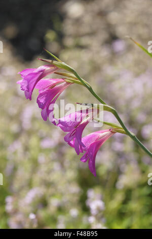 Gladioli selvatici Foto Stock