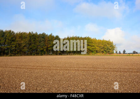 Paesaggio autunnale con una piantagione di conifere di pini e larici da un campo coltivato in Yorkshire wolds in ottobre. Foto Stock