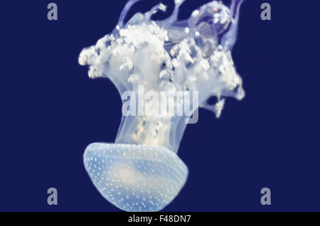 Meduse Foto Stock