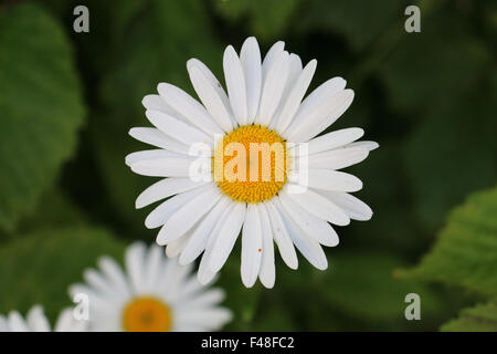 Singola bianco Shasta Daisy Fiore, Leucanthemeum superbum in un paese di lingua inglese Giardino Foto Stock