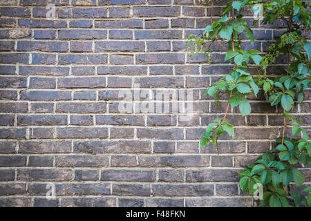 Muro di mattoni con verde edera Foto Stock