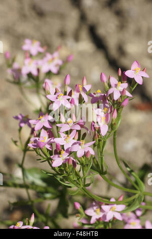 Centaurea comune Foto Stock