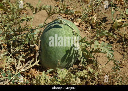 Close-up di un cocomero che cresce in un melone patch. Lemnos Island, Grecia Foto Stock