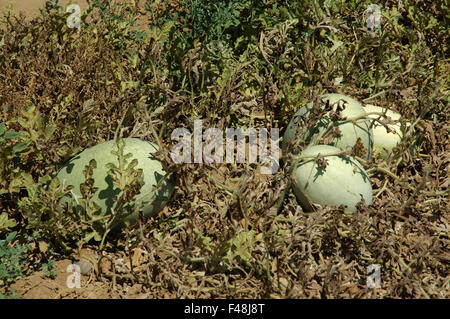 Angurie in un greco farmer's Vineyard. Lemnos Island, Grecia Foto Stock