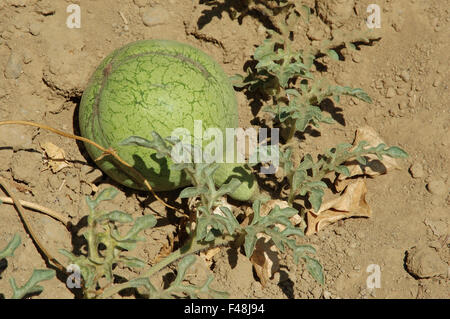Primo piano di un cocomero in un greco dell'agricoltore patch di melone. Lemnos Island, Grecia Foto Stock