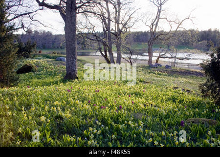 Prato con alberi e fiori di primavera Foto Stock