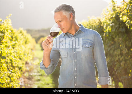 Uomo di degustazione e annusare il vino rosso Foto Stock