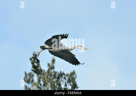 Aria uccello immagine a colori giorno fuga battenti airone cinerino heron midair orizzontale natura nessun popolo all'aperto Scandinavia Solna Svezia Foto Stock