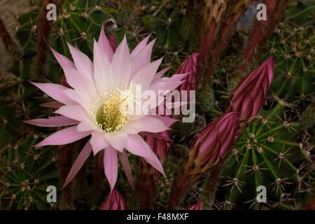 Bella vista dettagliata di un sp. Echinopsis oxygona, cactus fiore piantate in una pentola. Foto Stock