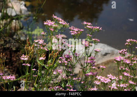 Centaury Foto Stock