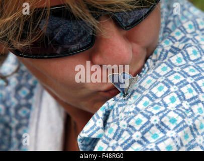 farfalla Foto Stock