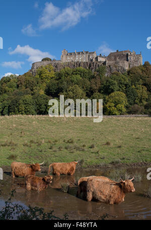 Coo's sotto il castello 2. Highland bovini al di sotto del magnifico Castello di Stirling. Foto Stock