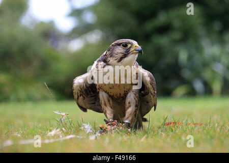 Saker Falcon (Falco cherrug) falconer's bird Foto Stock