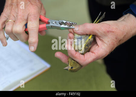 Inanellamento degli uccelli Verdone (Chloris chloris) Foto Stock