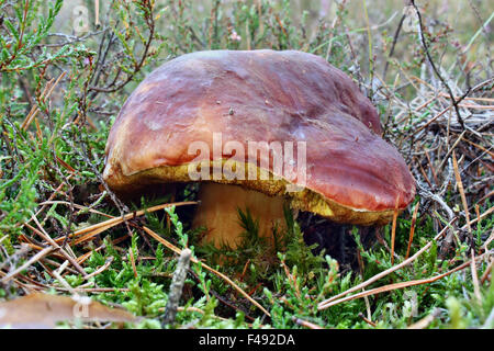 Bellissimo il Boletus pinophilus funghi commestibili nella foresta Foto Stock