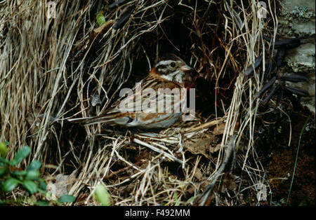 Un rustico bunting in un nido Foto Stock