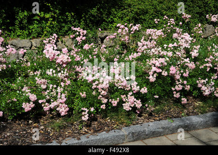 La copertura del terreno rose Foto Stock