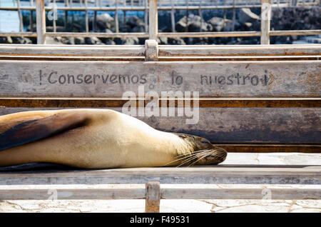 Leone di mare appoggiato su una panchina che dice 'conservare ciò che è nostro!', San Cristobal, Isole Galapagos, Ecuador Foto Stock