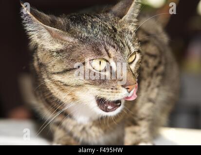 Angry cat, ritratto di angry cat. Animale domestico Foto Stock
