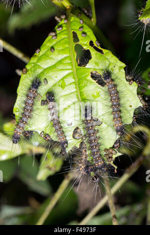 Gruppo di bruchi pelosi mangiare una foglia nella foresta pluviale sottobosco, Ecuador Foto Stock