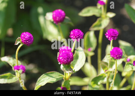 Amaranto di globo Foto Stock