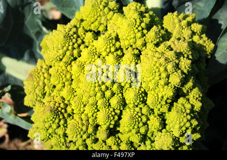 Romanesco Foto Stock