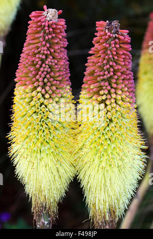 Matura i picchi dei fiori della torcia lily, Kniphofia caulescens Foto Stock